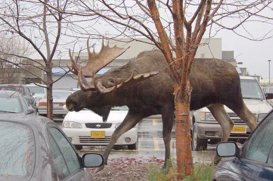 alaska moose.PNG