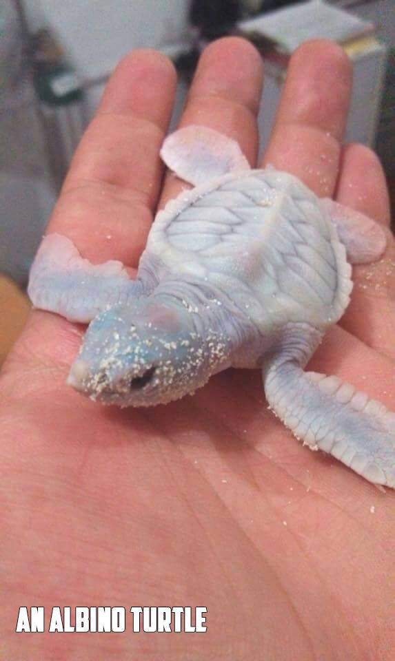 albino turtle.jpg
