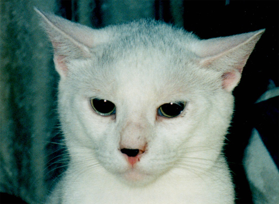alien.jpg