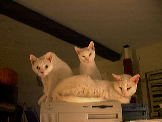 alien,nara&kittaly.jpg