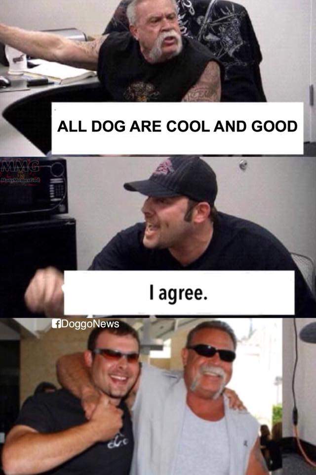 all dog cool good.jpg