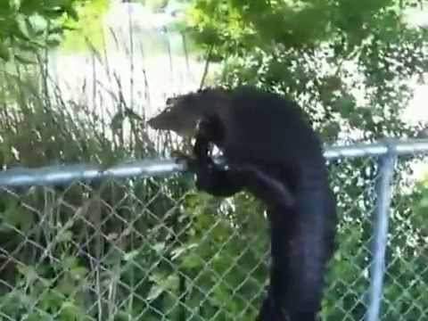 alligator fence.jpg