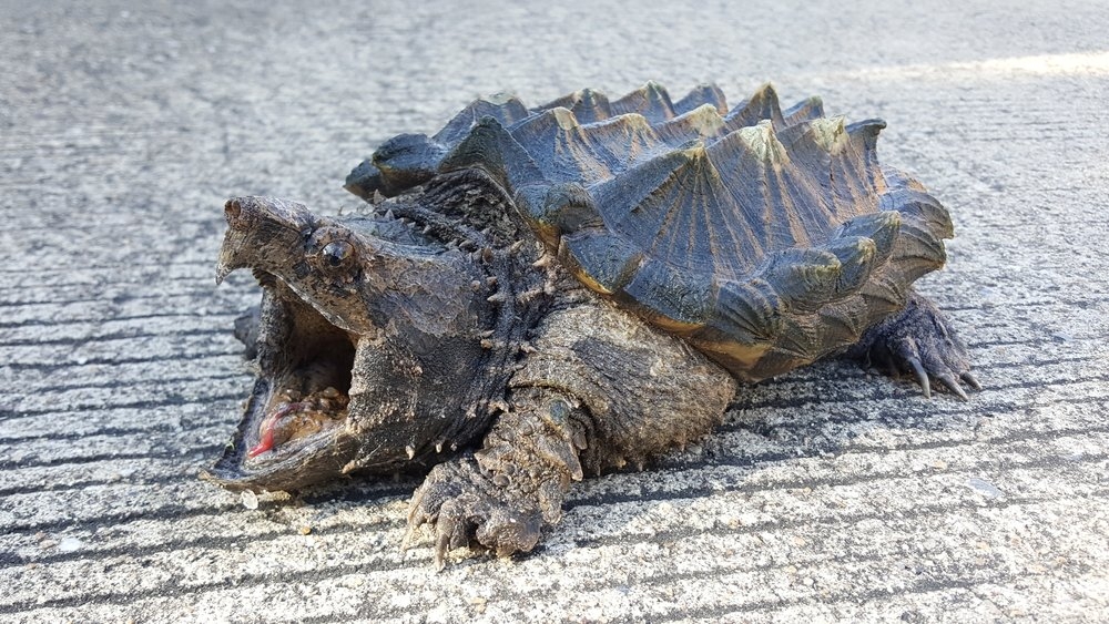 Alligator-Snapping-Turtles.jpg