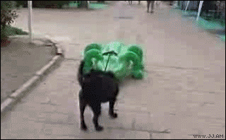 alligator_attack_dog.gif