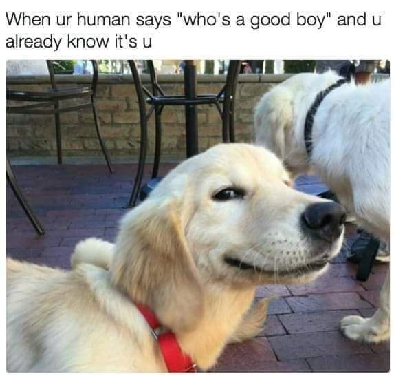already know good boy.jpg