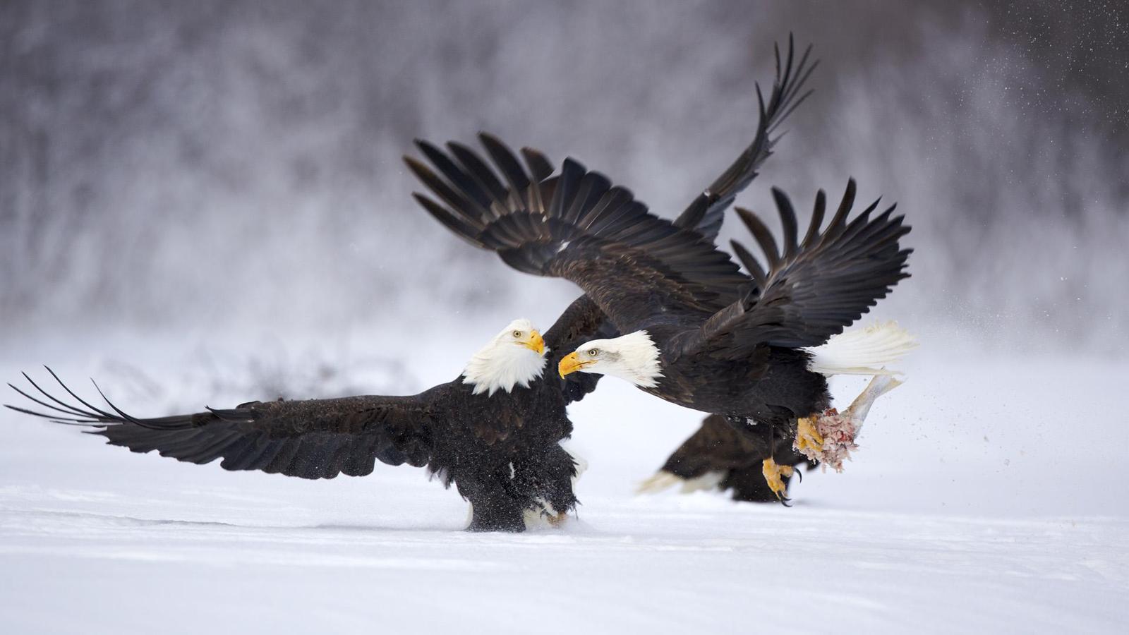 amazing-animals.jpg