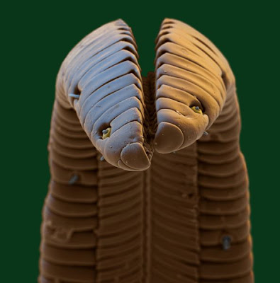 Amazing Scanning Electron Microscope Pictures010.jpg