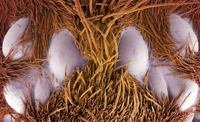 Amazing Scanning Electron Microscope Pictures013.jpg