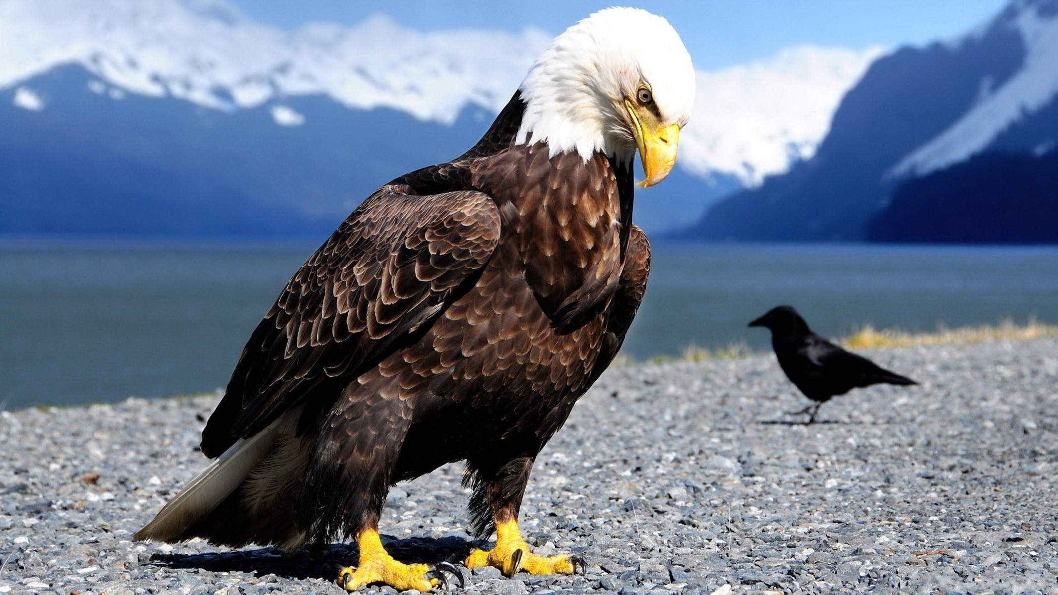 Amazing_Eagle_Wallpaper.jpg