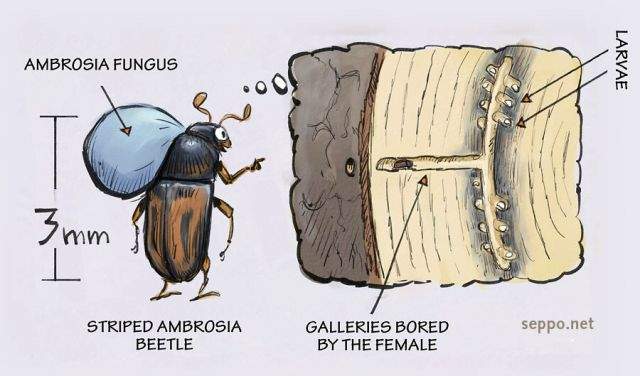 ambrosia-beetle.jpg