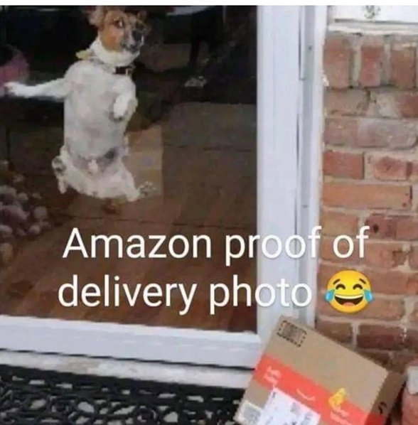 amzn dog funny.jpg