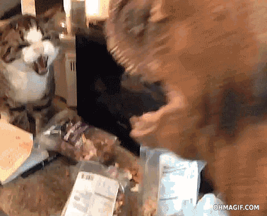 aNe4Znb_460sa.gif