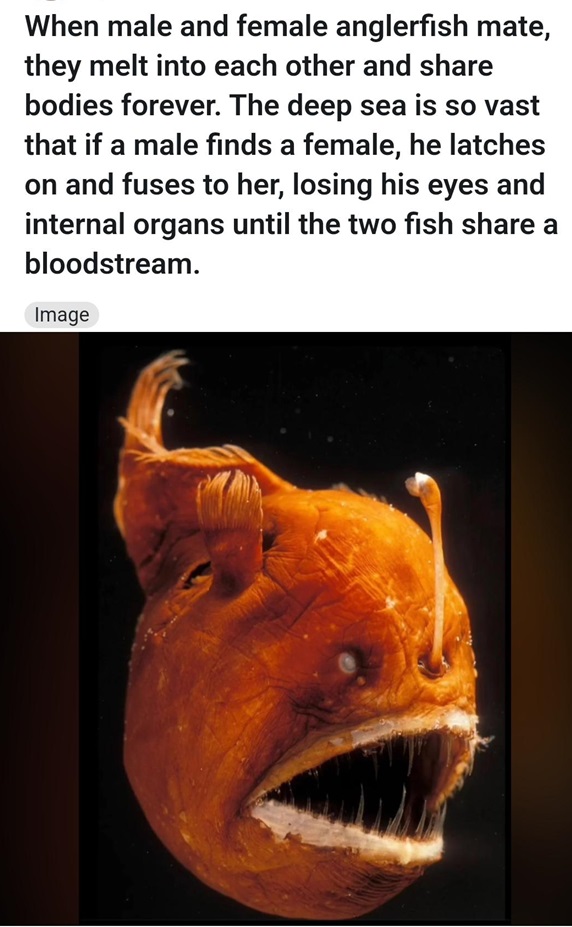 anglerfish amazing.jpg