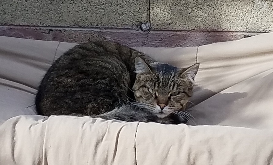 angry cat.jpg
