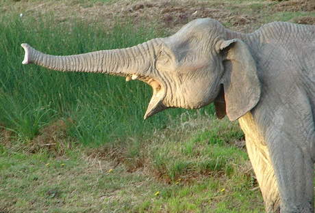 angry-elephant.jpg