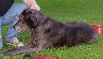 Angus_out.JPG
