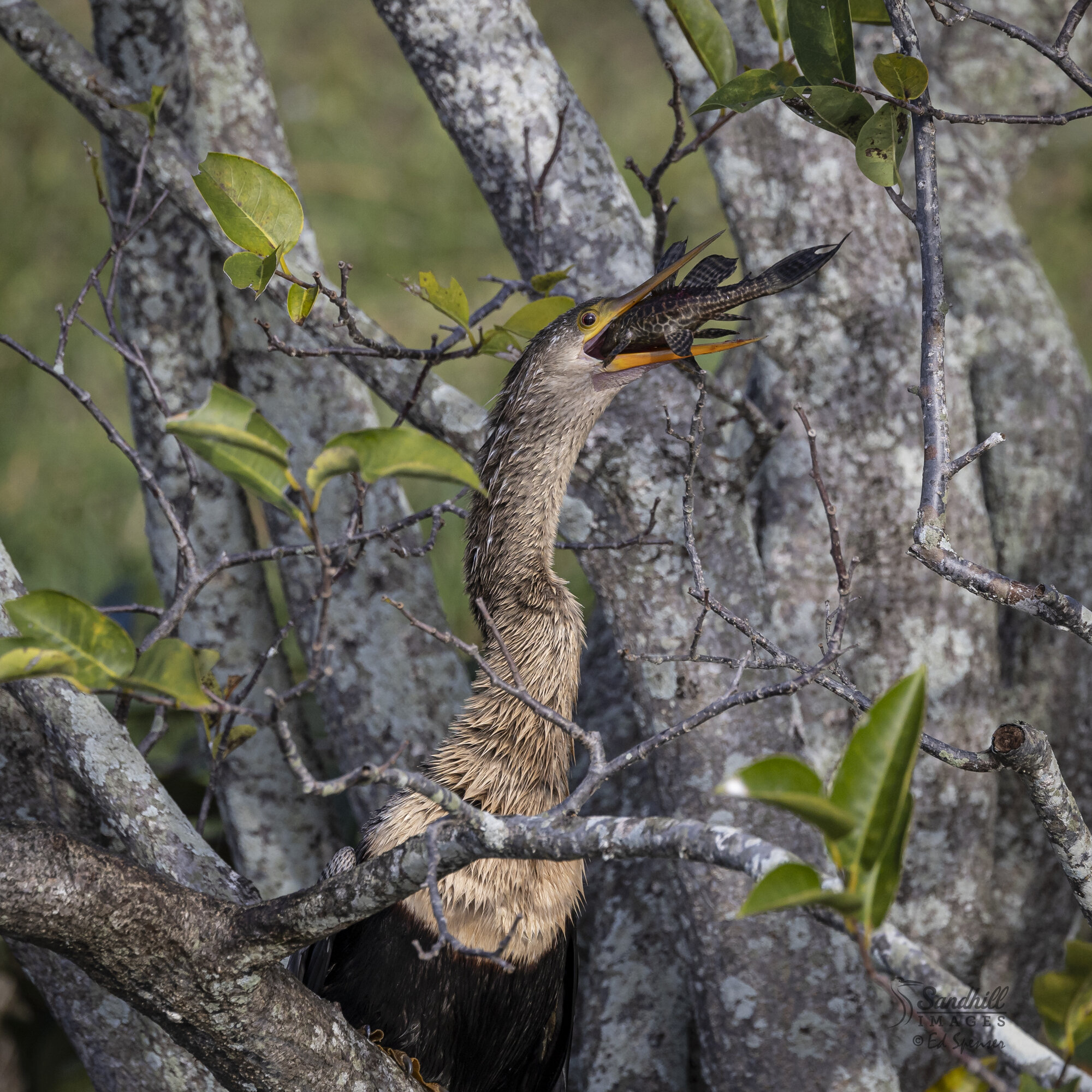anhinga.jpg