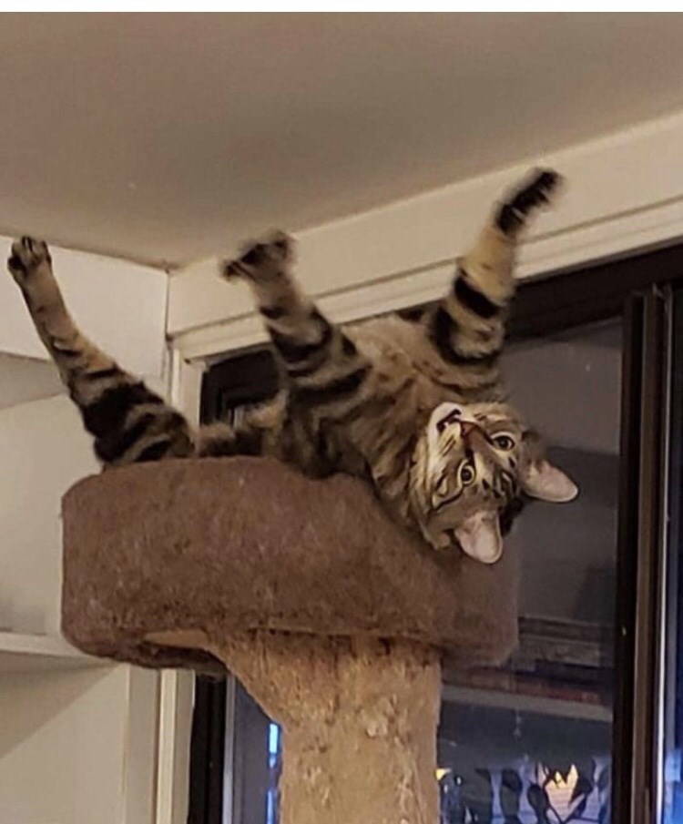 animal.jpeg