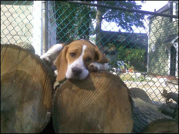 animallog.jpg