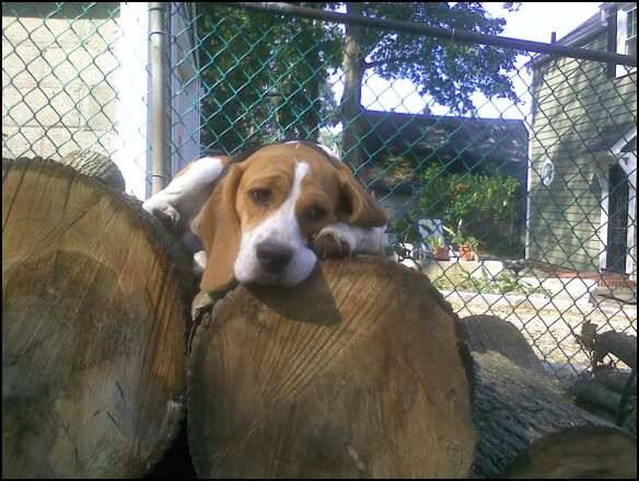animallog_zpsgb2vfqac.jpg