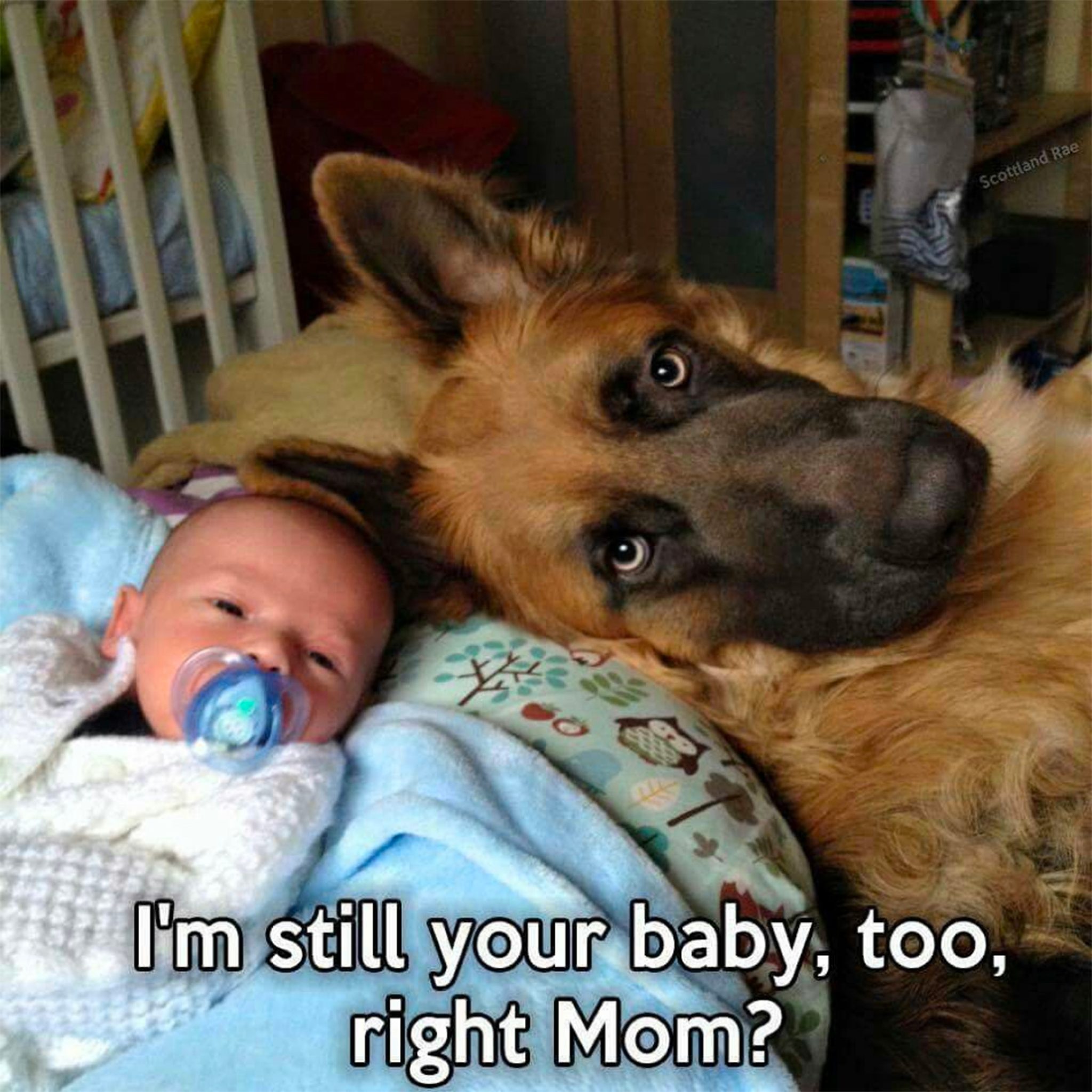 animalmeme26-2048x2048-2650702012.jpeg