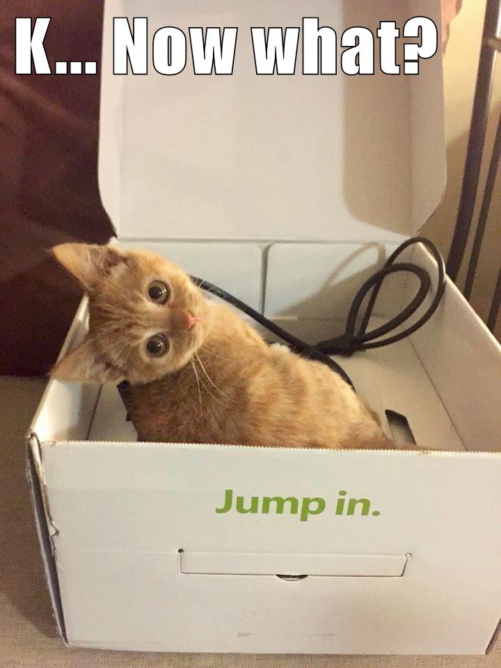 animals-box-caption-cats-funny-8563353600-96844646.jpeg