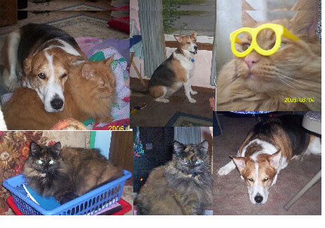 Animals.jpg