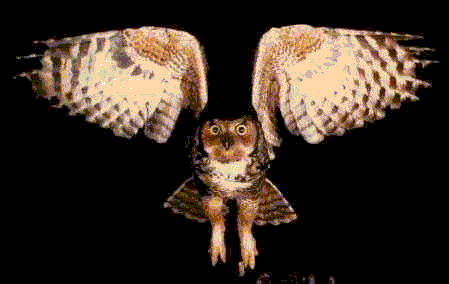 AnimatedOwl2.gif