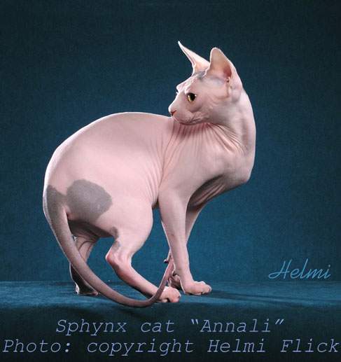 Annali-Sphynx-cat-2.jpg