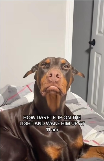 annoyed dog.jpg