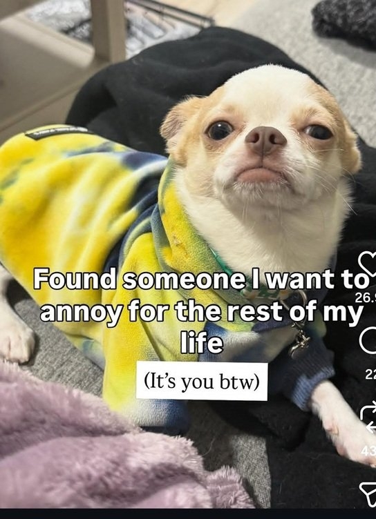 annoying dog.jpg