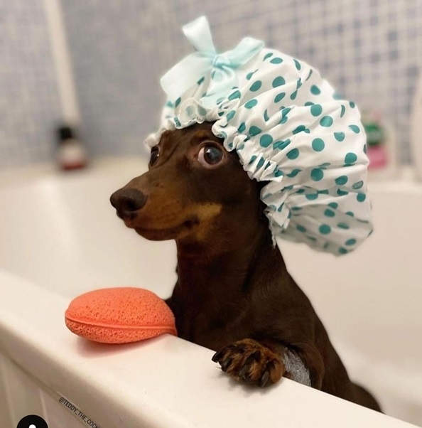 another dog bath.jpg