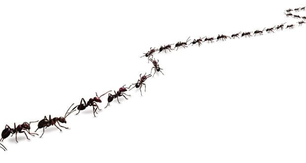 ant-trail-620x331.jpg