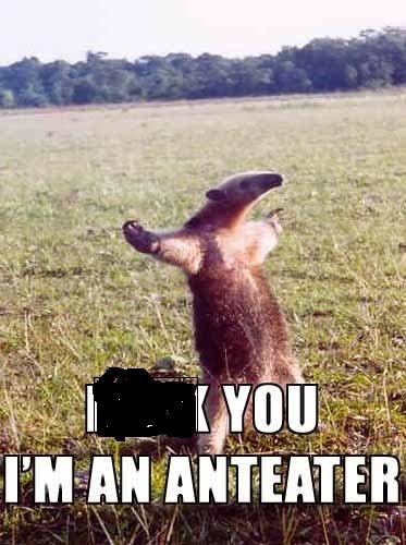 anteater.jpg