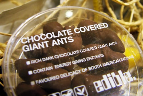 ants1.jpg