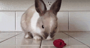 anY3oLB_460sa.gif