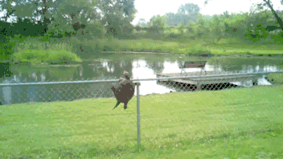 aozvYL3_460sa_v1.gif