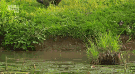 aozYyb0_460sa.gif