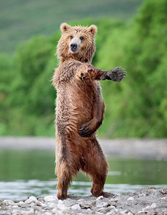 ap14bear.jpg