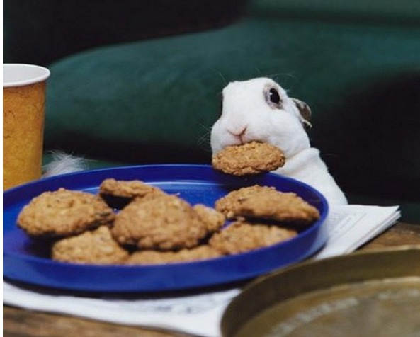ap14cookie.jpg