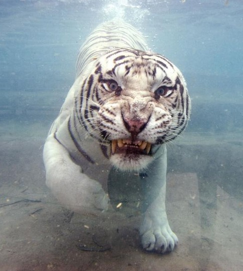 ap14tiger.jpg