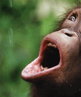 apegobdiver.gif