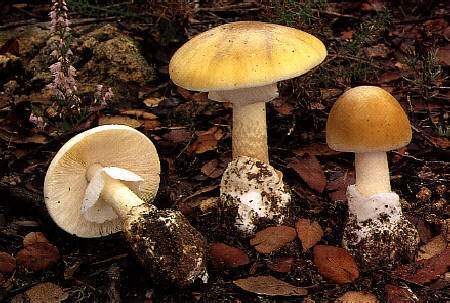 aphallo death cap.jpg