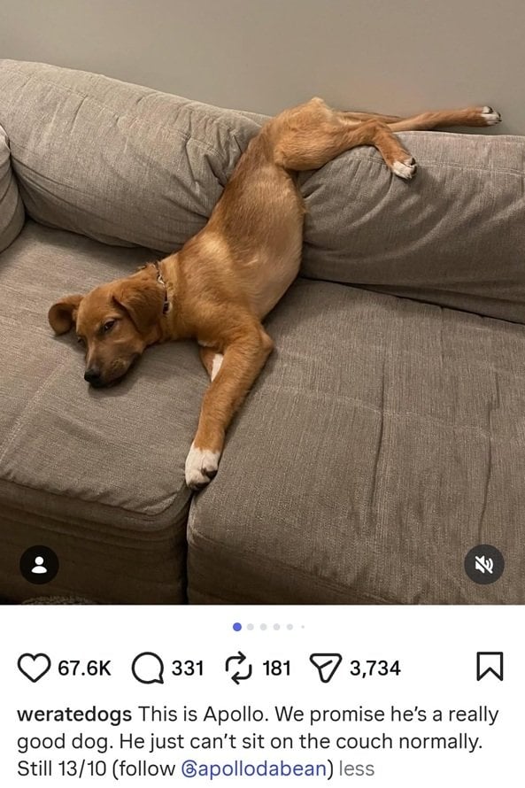 apollo dog.jpg