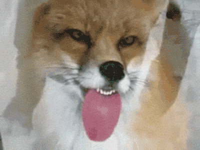 aPvOoOQ_460sa_v1.gif