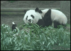 aqmDnB7_460sa.gif