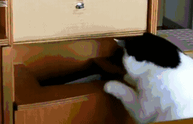 aQqZ6L8_460sa.gif