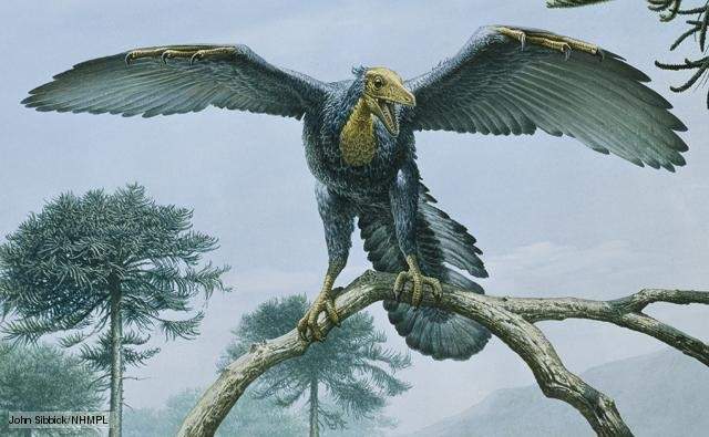 archaeopteryx_2_fbd3.jpg