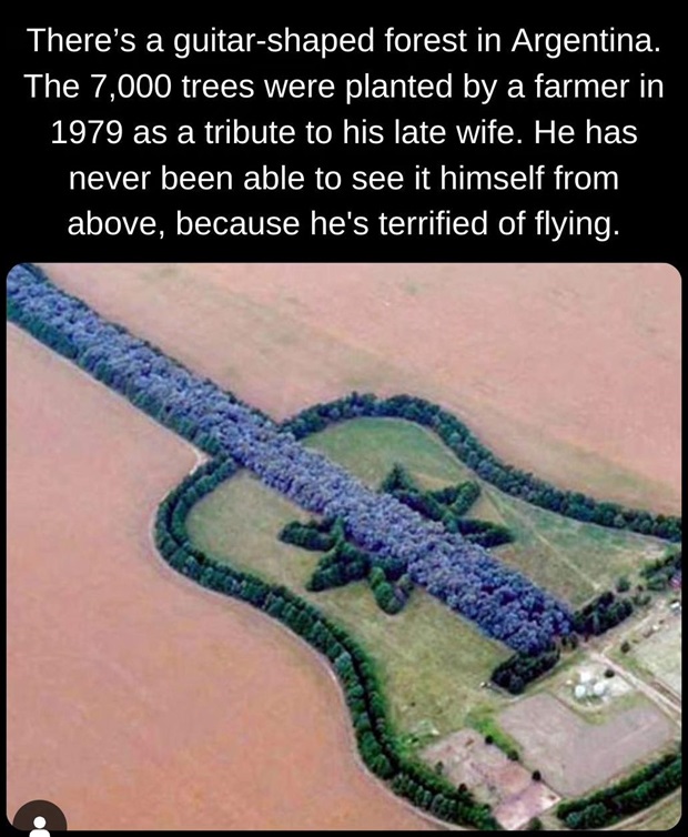 Arg gtr forest.jpg
