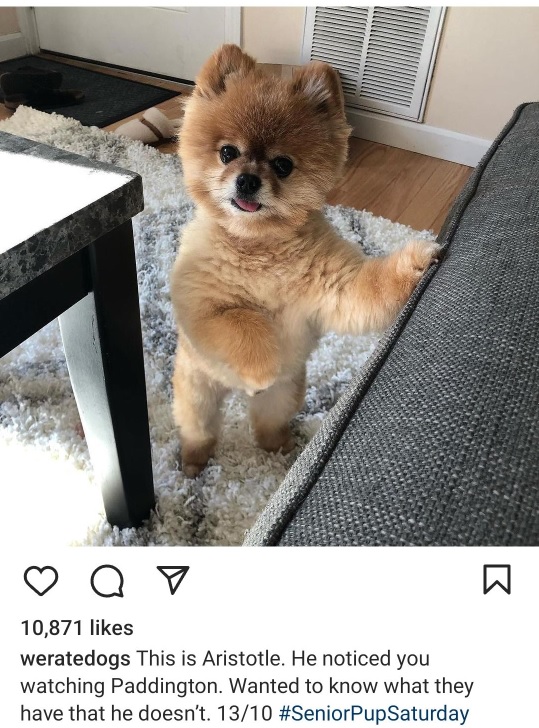 aristotle dog.jpg